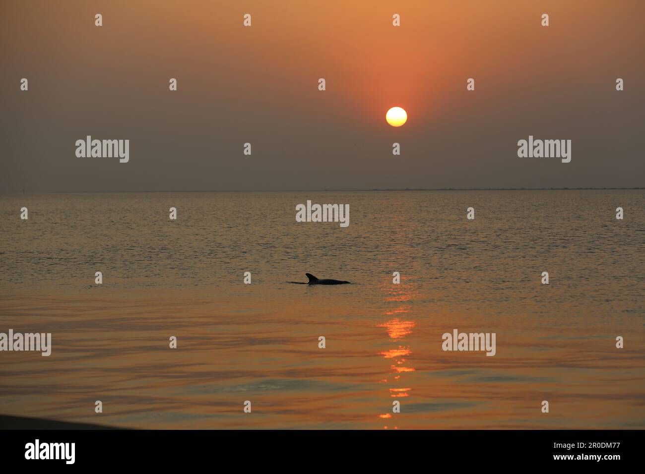 Delfino al tramonto Foto Stock
