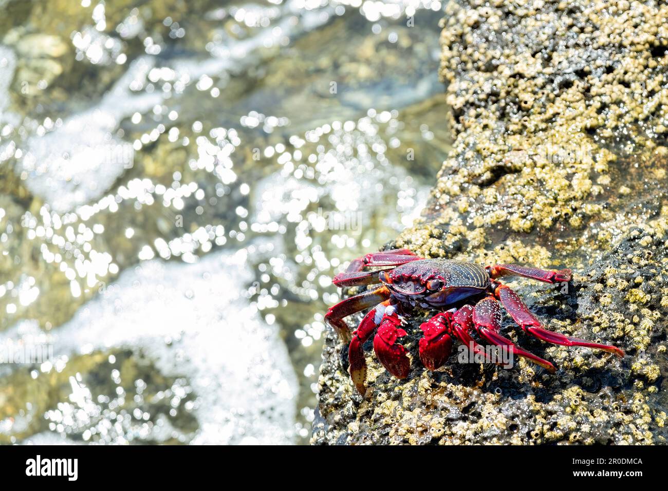 Un adulto adscensionis del granchio rosso della roccia dell'Atlantico del nord adscensionis indigeno alle coste orientali tropicali dell'Atlantico compreso le isole canarie Foto Stock