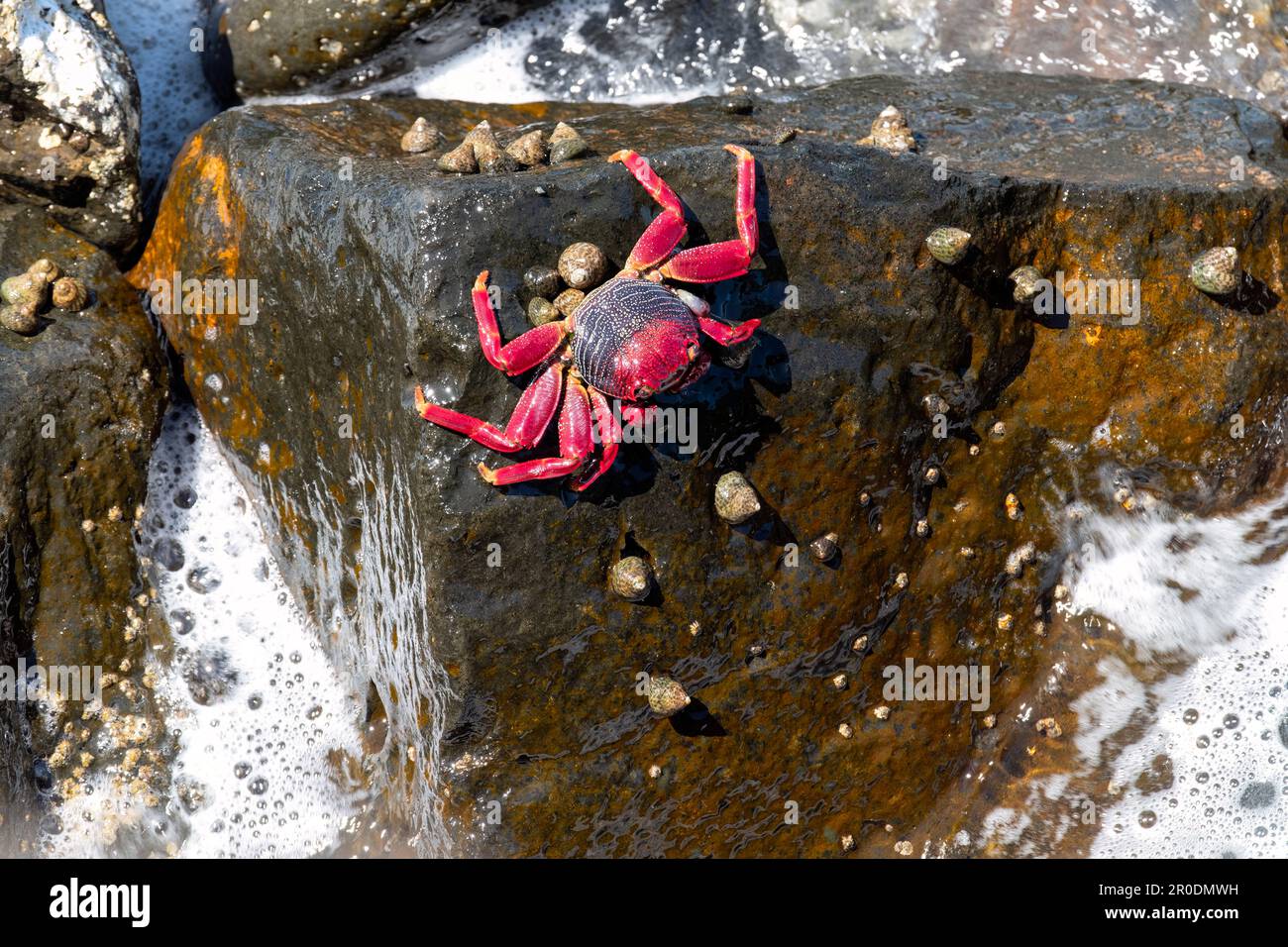 Un adulto adscensionis del granchio rosso della roccia dell'Atlantico del nord adscensionis indigeno alle coste orientali tropicali dell'Atlantico compreso le isole canarie Foto Stock