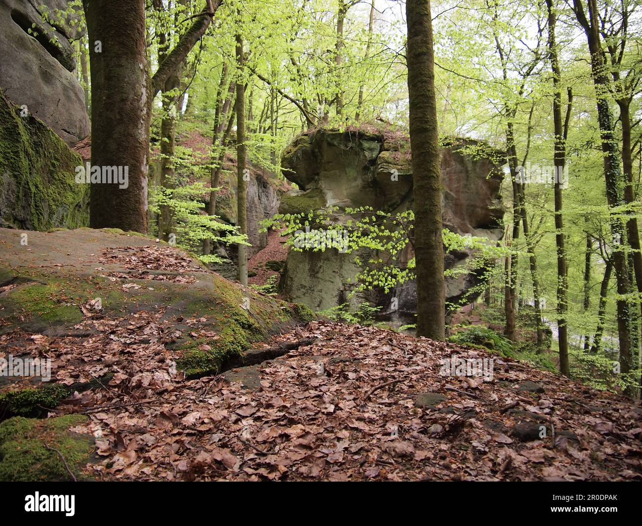 Mullerthal (Waldbillig, Canton Echternach, Lussemburgo) Foto Stock