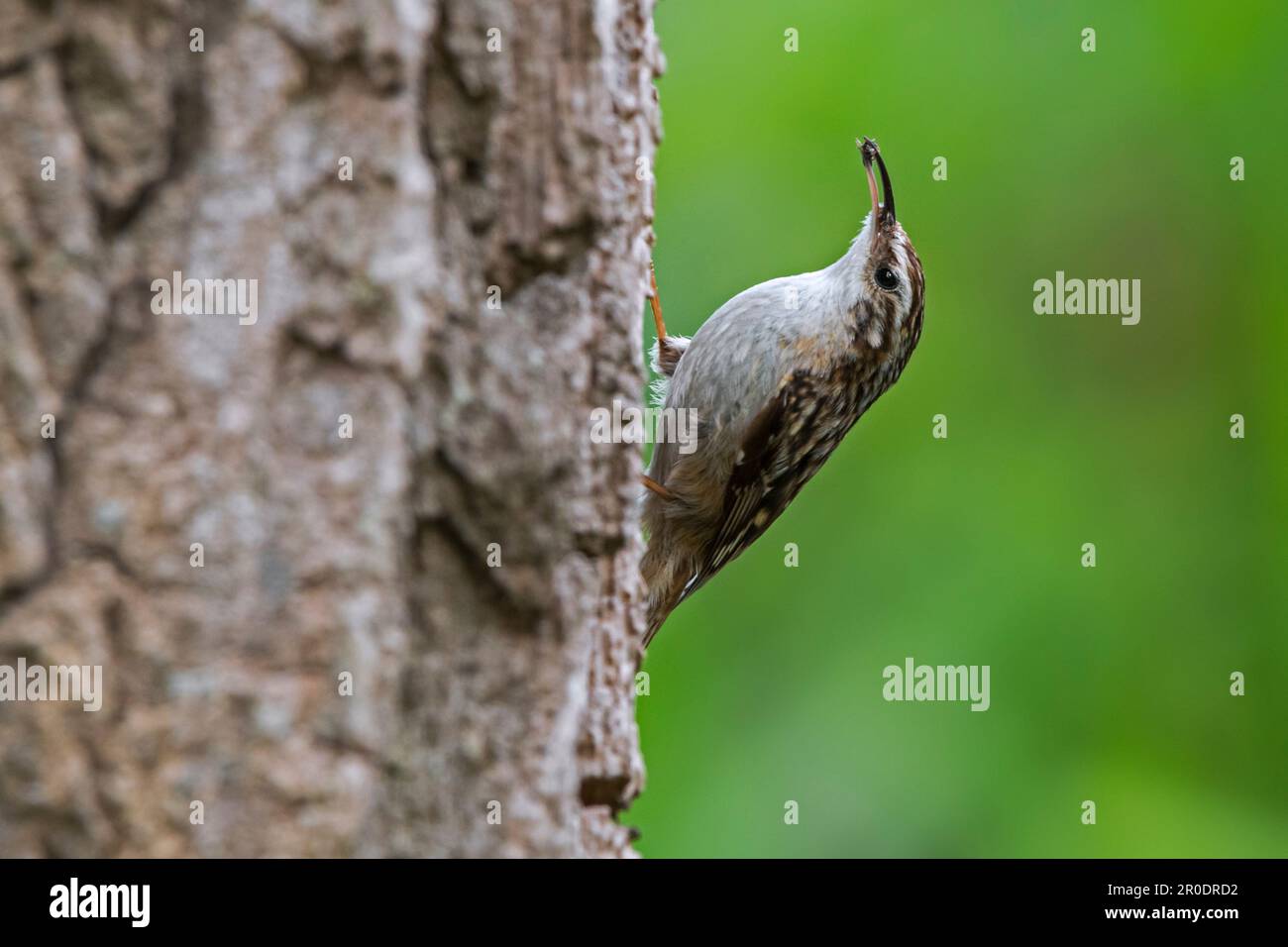 treecreeper a punta corta (Certhia brachydactyla) con insetto in becco foraggio per invertebrati su corteccia di tronco di albero in foresta Foto Stock