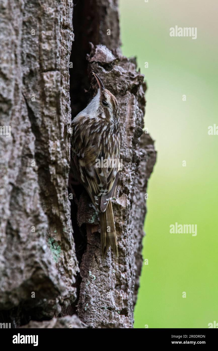 treecreeper a punta corta (Certhia brachydactyla) che mostra colori camuffati mentre si forgia per invertebrati su corteccia di tronco di albero nella foresta Foto Stock