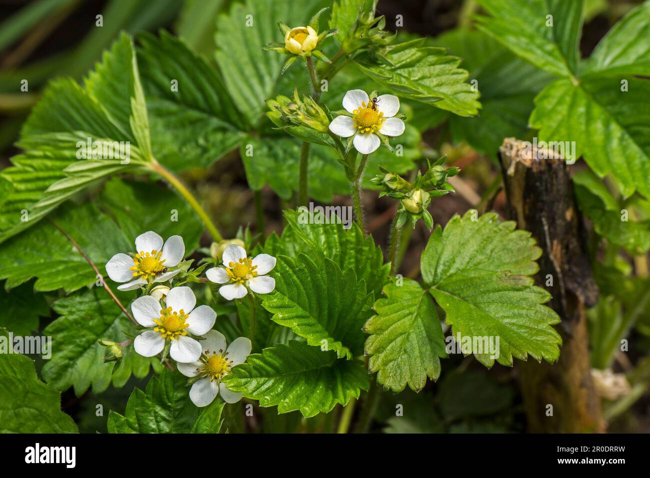 Fragole selvatiche / fragole boschive (Fragaria vesca) in fiore nella foresta in primavera Foto Stock