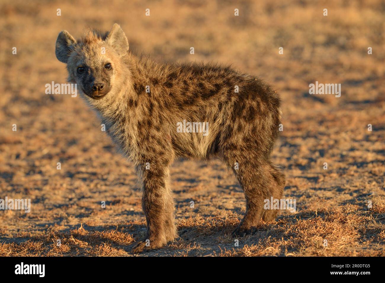 Keniota Hyenas Maasai Mara Kenya Foto Stock