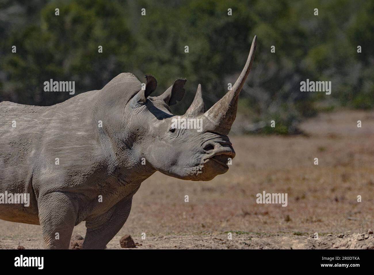 Rhinoceros Porini Rhino Camp Foto Stock