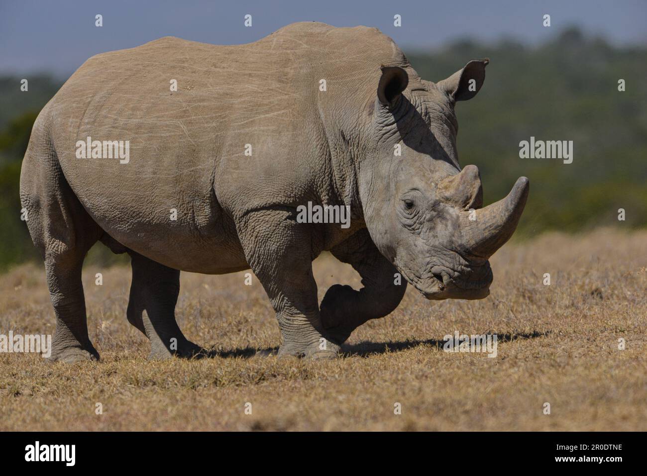 Rhinoceros Porini Rhino Camp Foto Stock