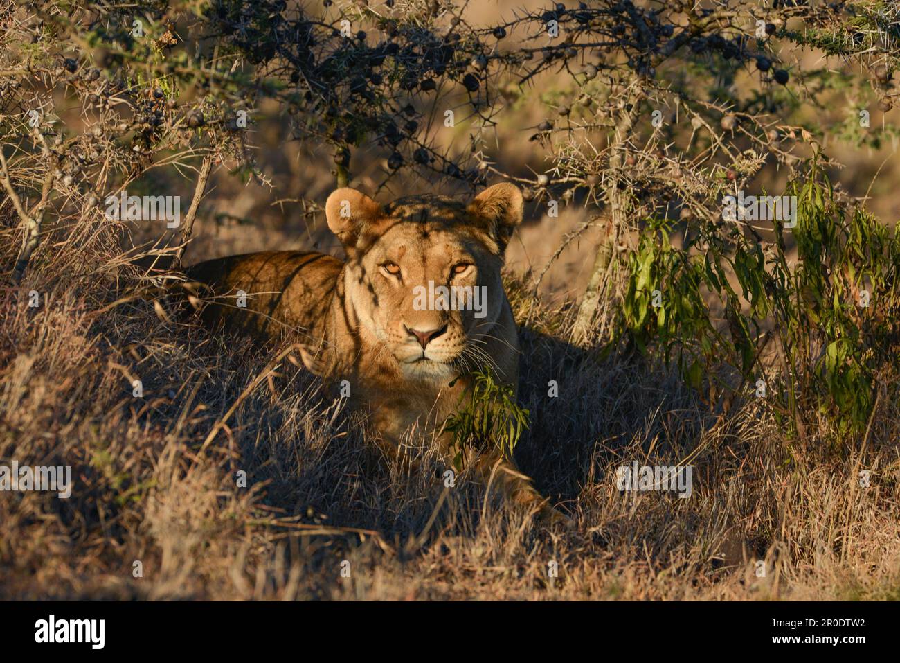Leoni africani Kenya Africa orientale Foto Stock