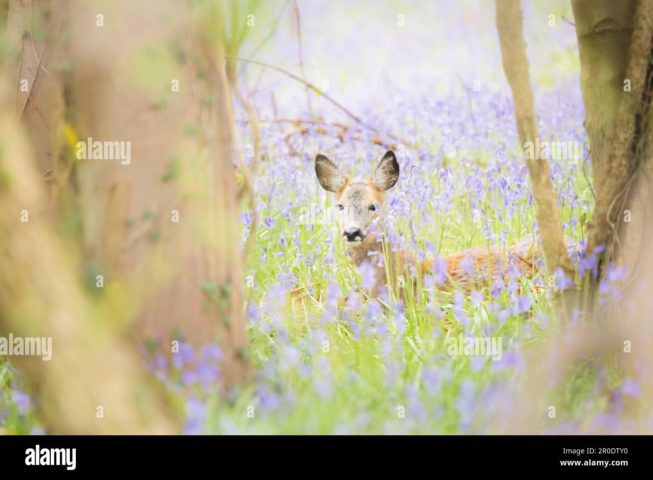 Una giovane capriola (Capreolus capreolus) che riposa in un prato primaverile di fiori selvatici di Bluebell a Dalgety Bay, Fife, Scozia, Regno Unito. Foto Stock