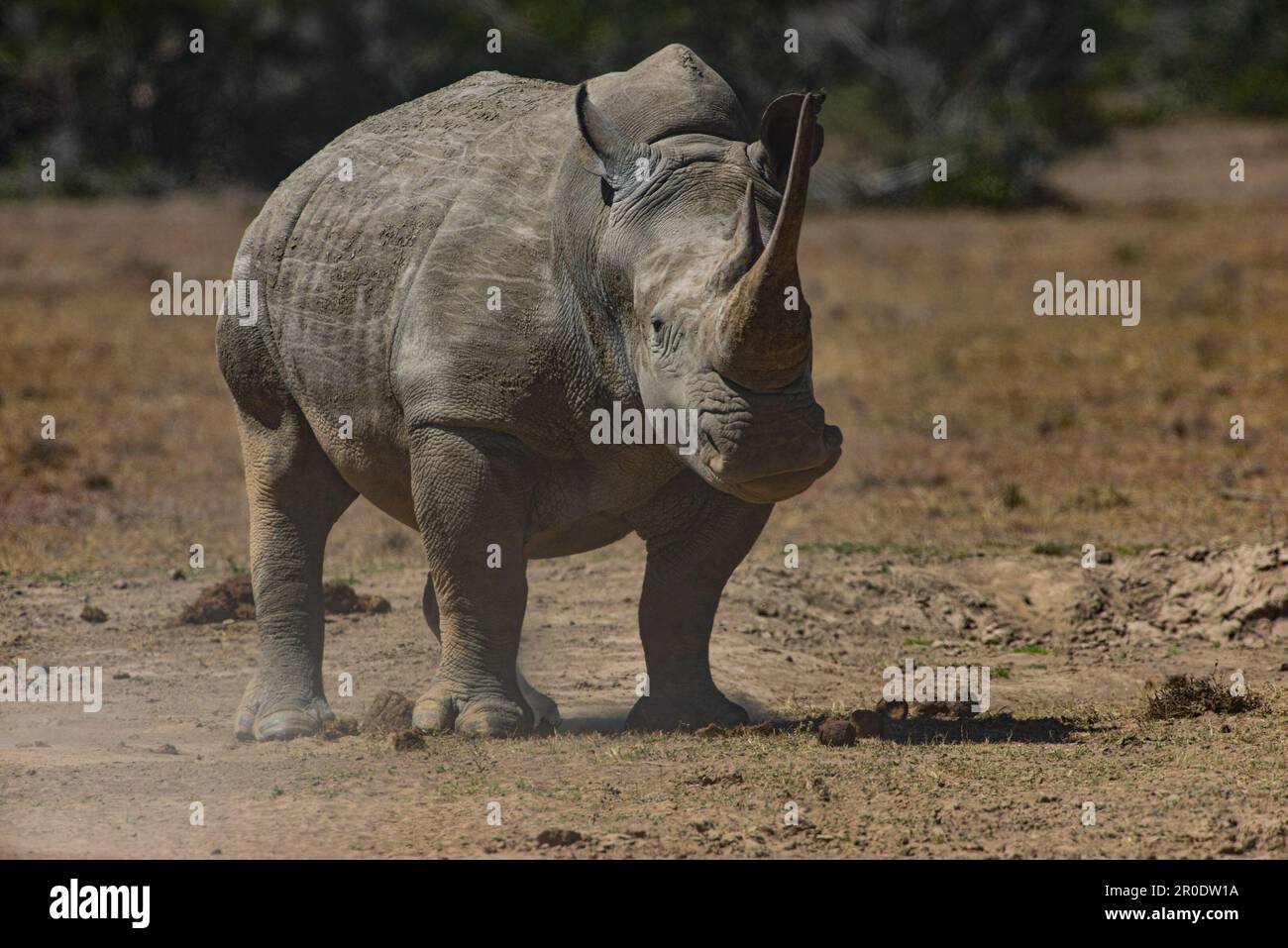 Rhinoceros Porini Rhino Camp Foto Stock