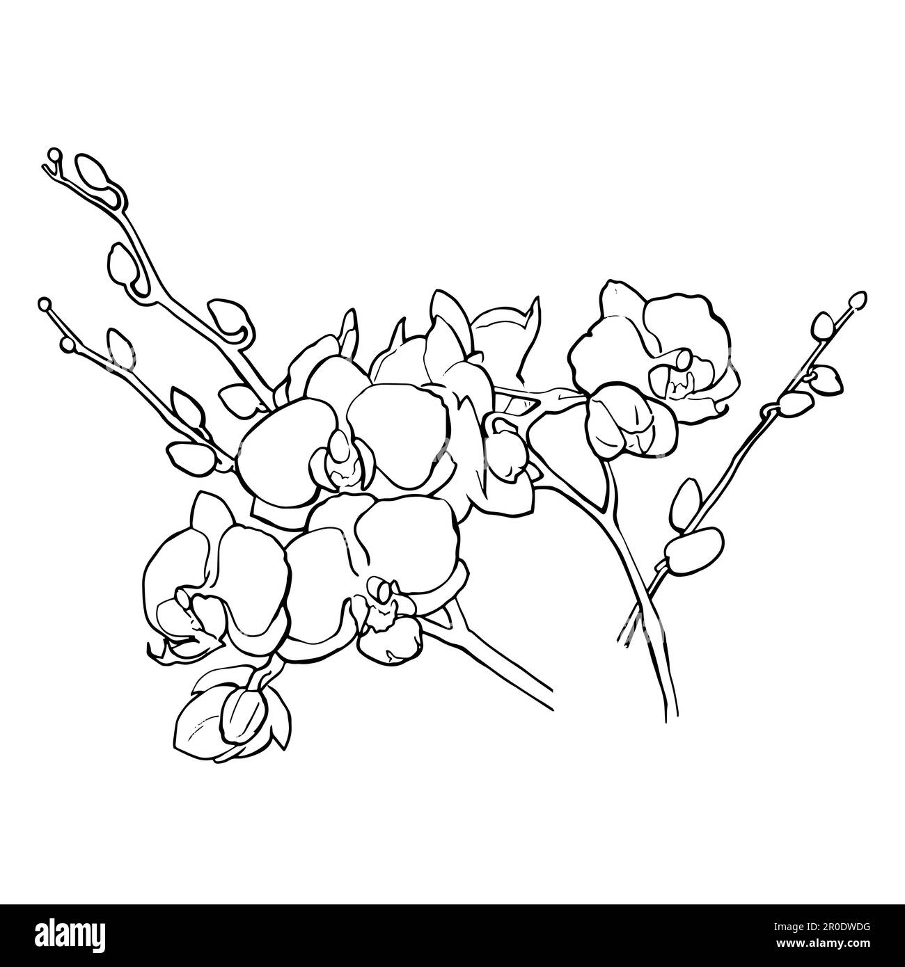 Grafica vettoriale. Disegno lineare a mano libera di fiori di orchidea. Dalla collezione DI GIOIELLI PER CAPELLI. Per la progettazione di siti web, biglietti da visita, etichette, inviti, stampa di poster su tessuti e piatti. Illustrazione vettoriale Illustrazione Vettoriale