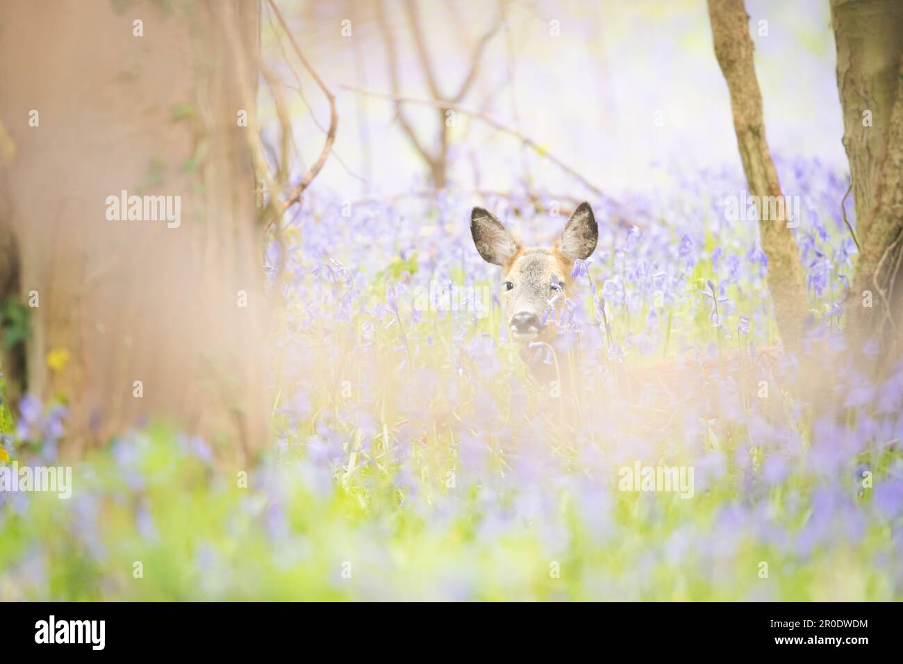 Una giovane capriola (Capreolus capreolus) che riposa in un prato primaverile di fiori selvatici di Bluebell a Dalgety Bay, Fife, Scozia, Regno Unito. Foto Stock