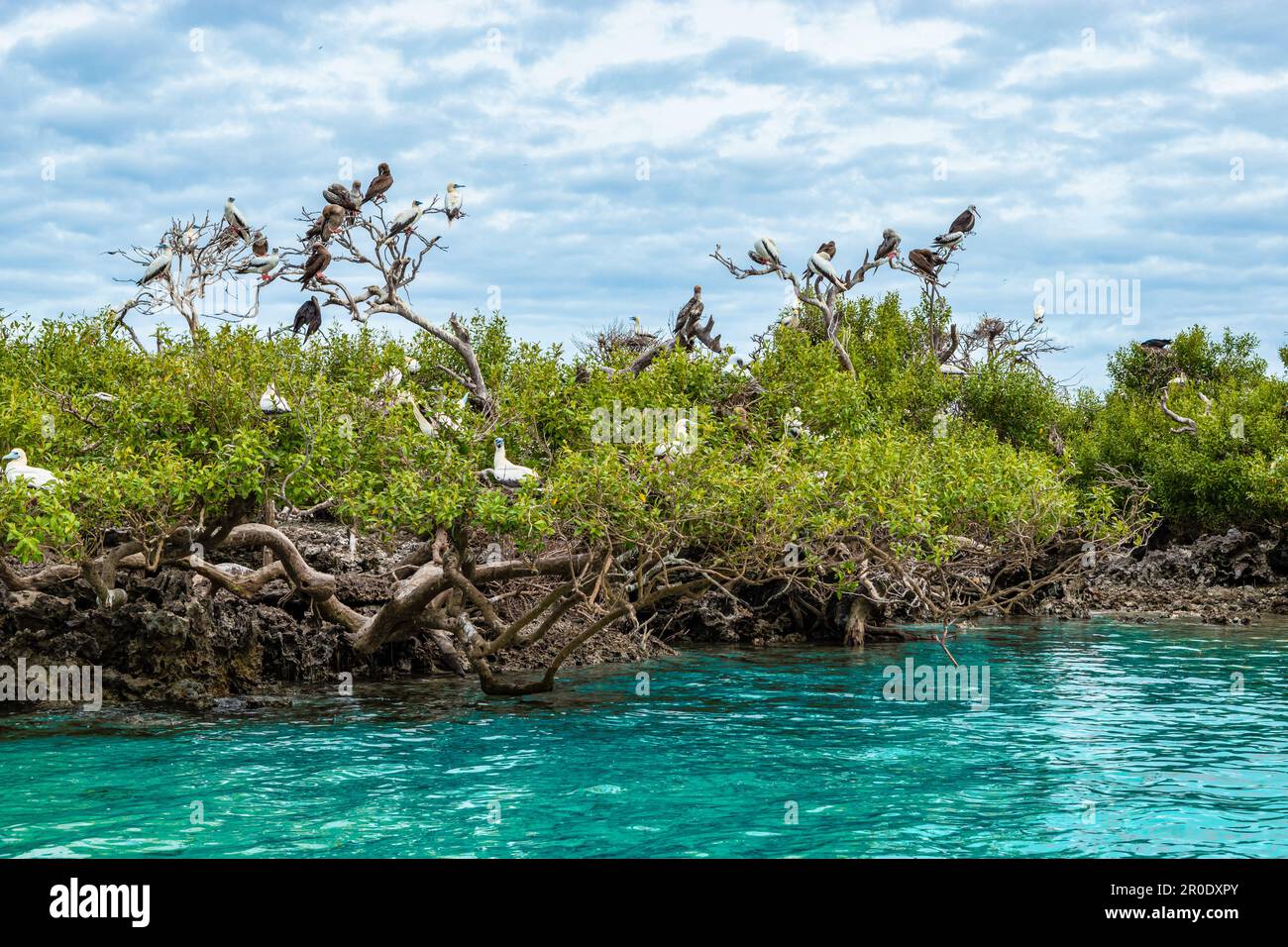 Colonia di uccelli su un'isola delle Seychelles. Foto Stock