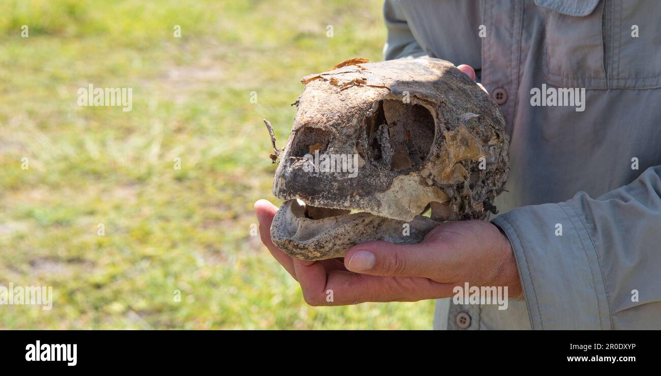 Cranio di Aldabra tartaruga gigante. Foto Stock