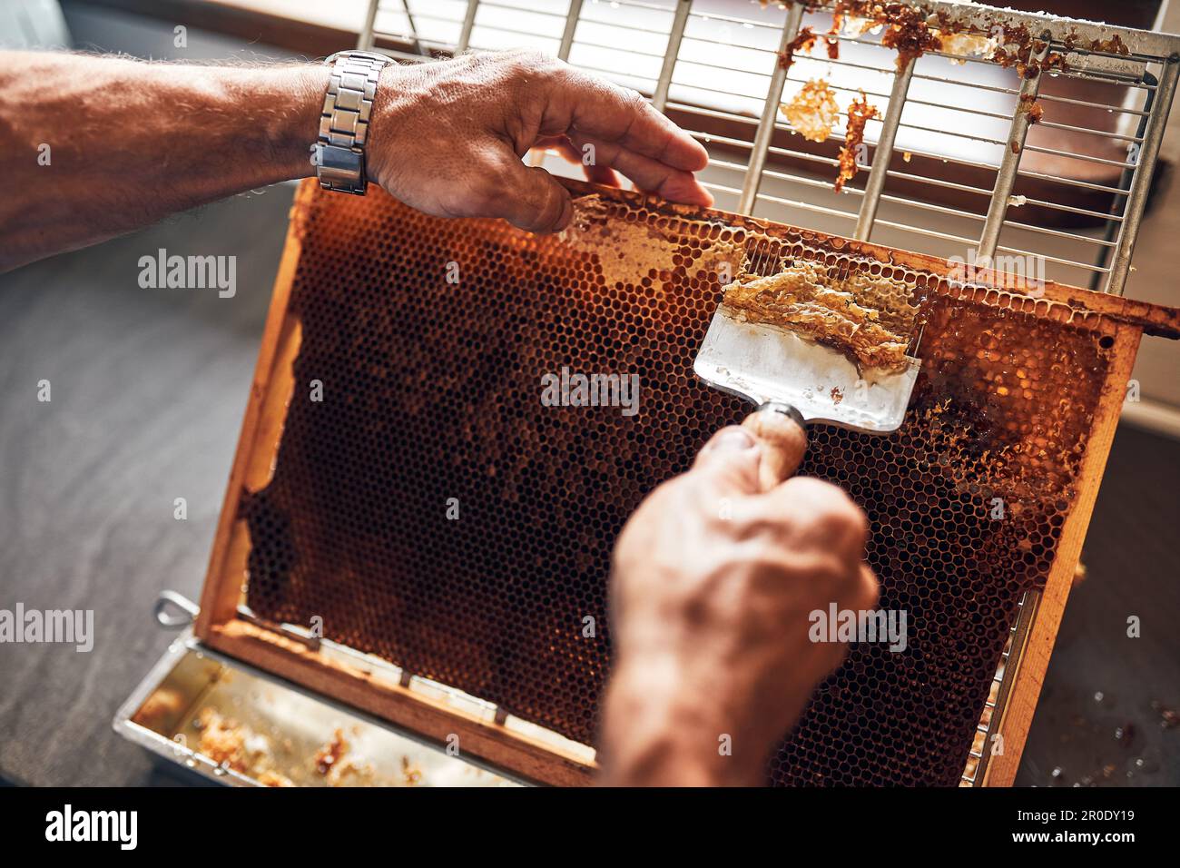 Produzione di miele. Lavorare in apiario. Nido d'ape dall'alveare. Tempo di raccolta in apiario. Apicoltura come hobby. Produzione agricola Foto Stock