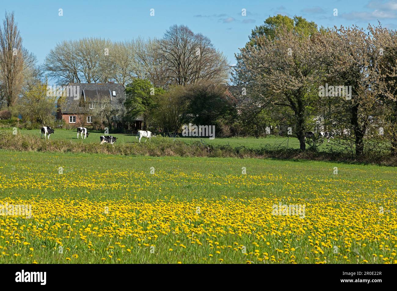 Fiore prato, dente di leone, casa, mucche, Penisola Holnis, Schleswig-Holstein, Germania Foto Stock