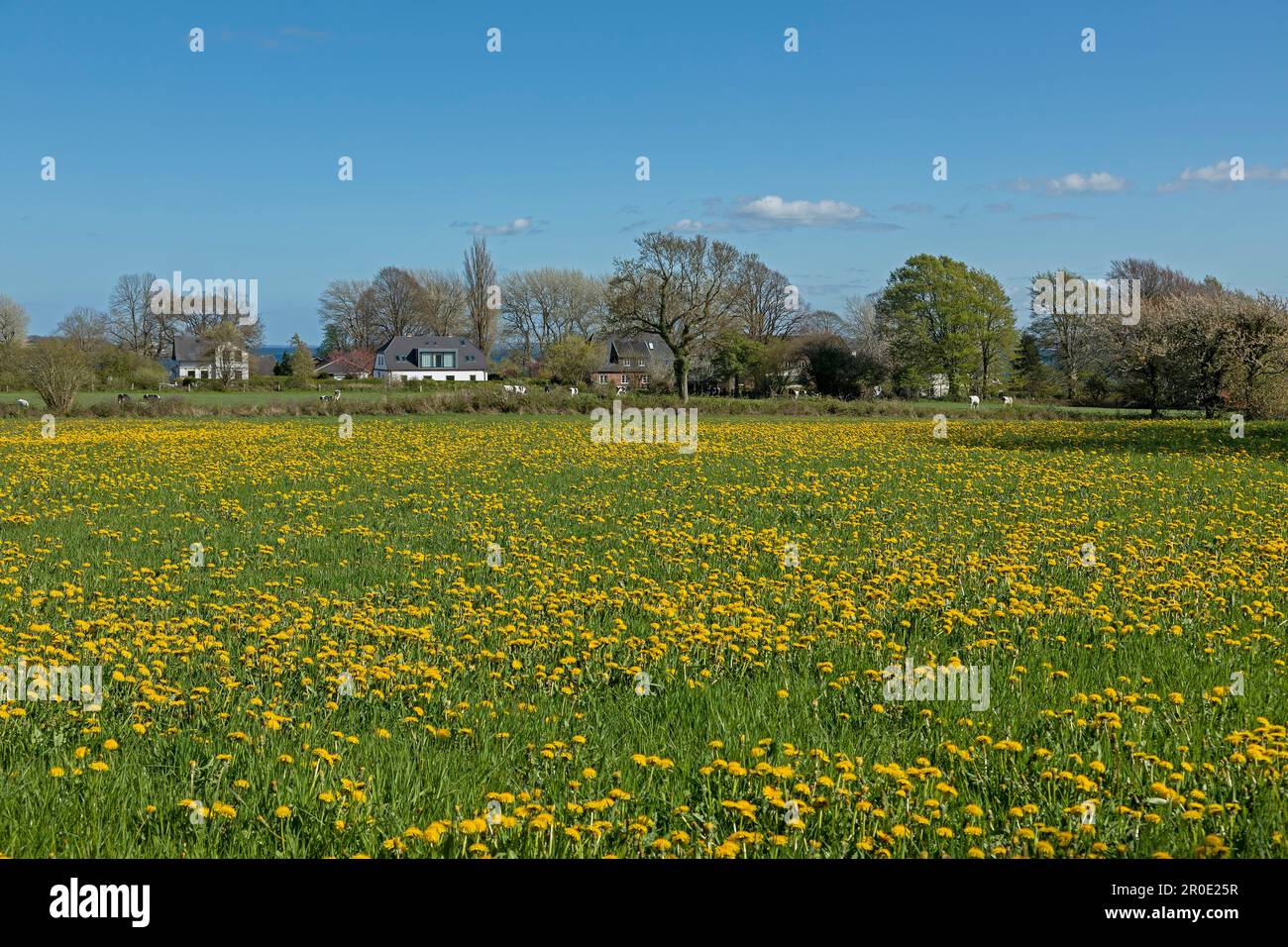 Fiore prato, dente di leone, case, mucche, Penisola Holnis, Schleswig-Holstein, Germania Foto Stock