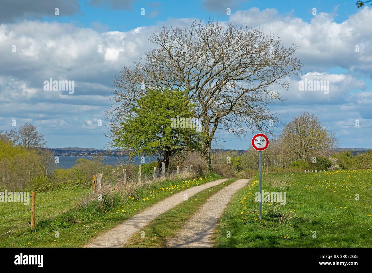 Mar Baltico, alberi, nuvole, strada di campagna, Penisola Holnis, Schleswig-Holstein, Germania Foto Stock