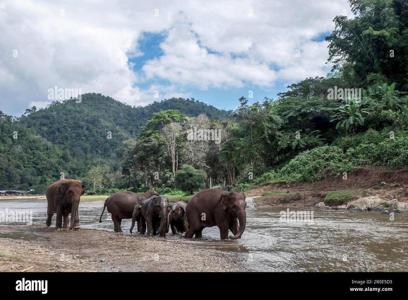 Elefanti che giocano nel fiume Mae-Taeng, Thailandia Foto Stock