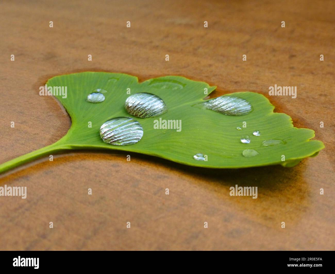 Foglia di Ginkgo (Ginkgo biloba) con goccia di pioggia, goccia d'acqua, ginkgo, Ginko Foto Stock