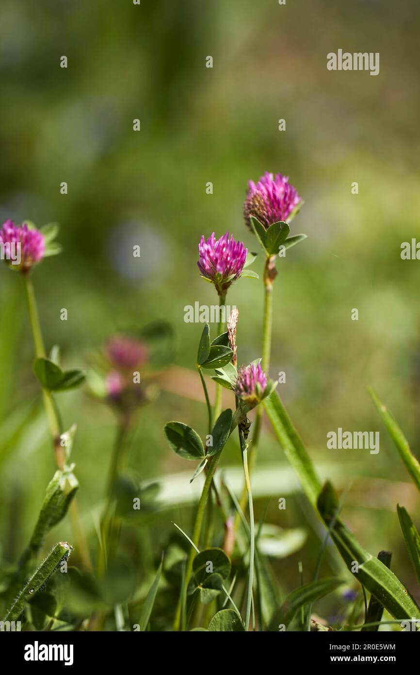 Fiori di prato alpino Foto Stock