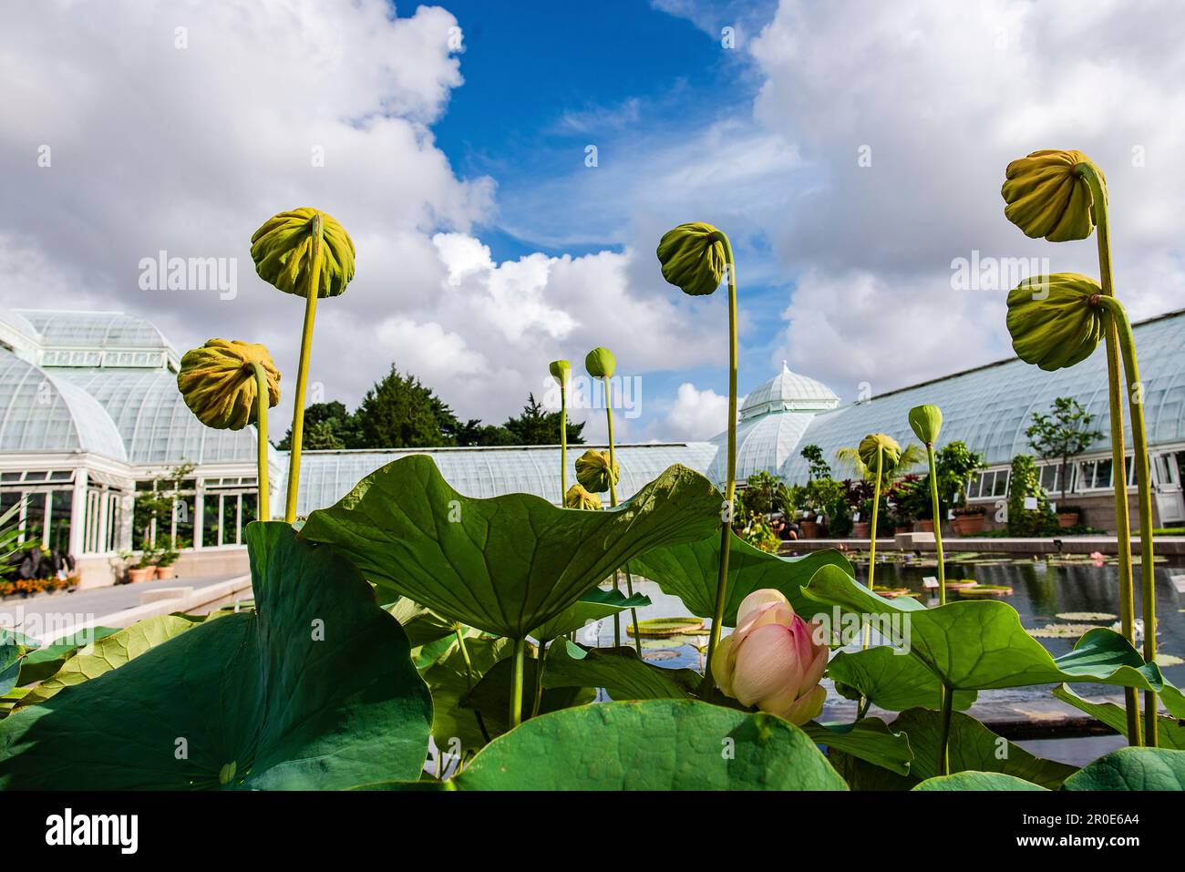 New York Botanical Garden, Bronx, New York City, USA Foto Stock