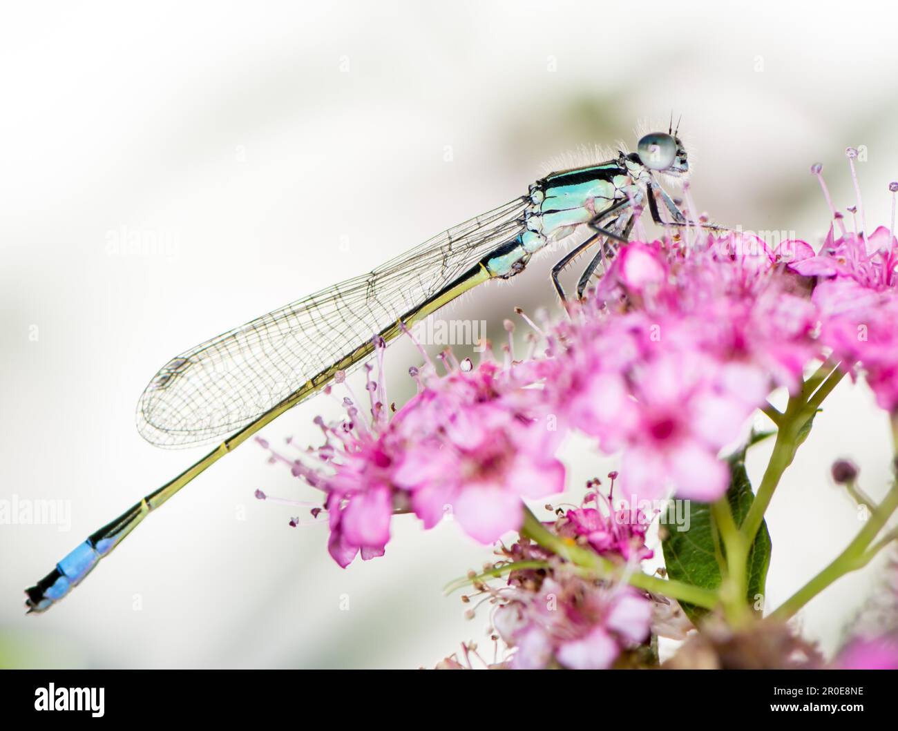 Damselfly blu al rosa fiori Foto Stock