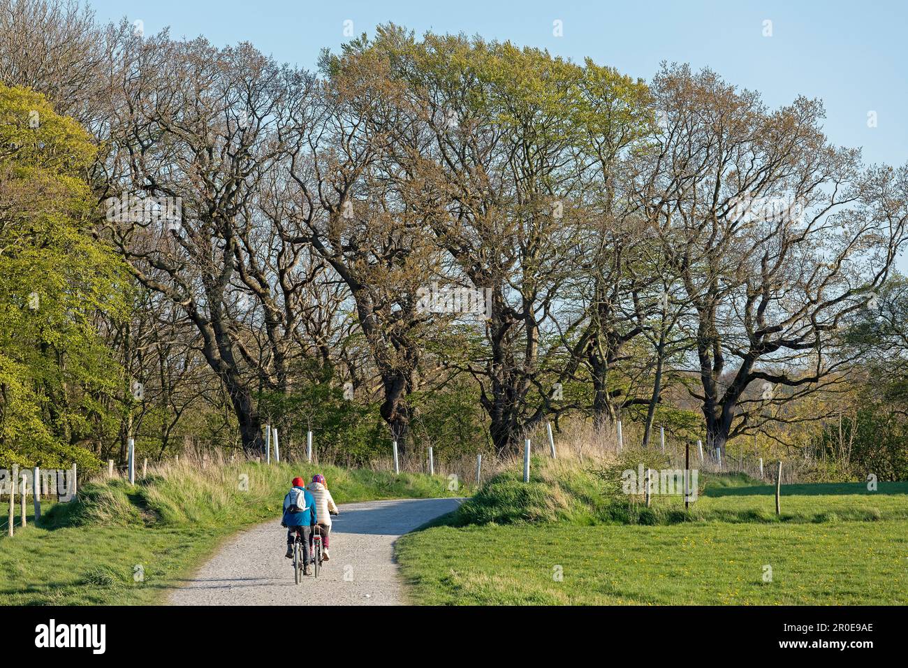 Ciclisti, sentiero escursionistico, Geltinger Birk, Schleswig-Holstein, Germania Foto Stock