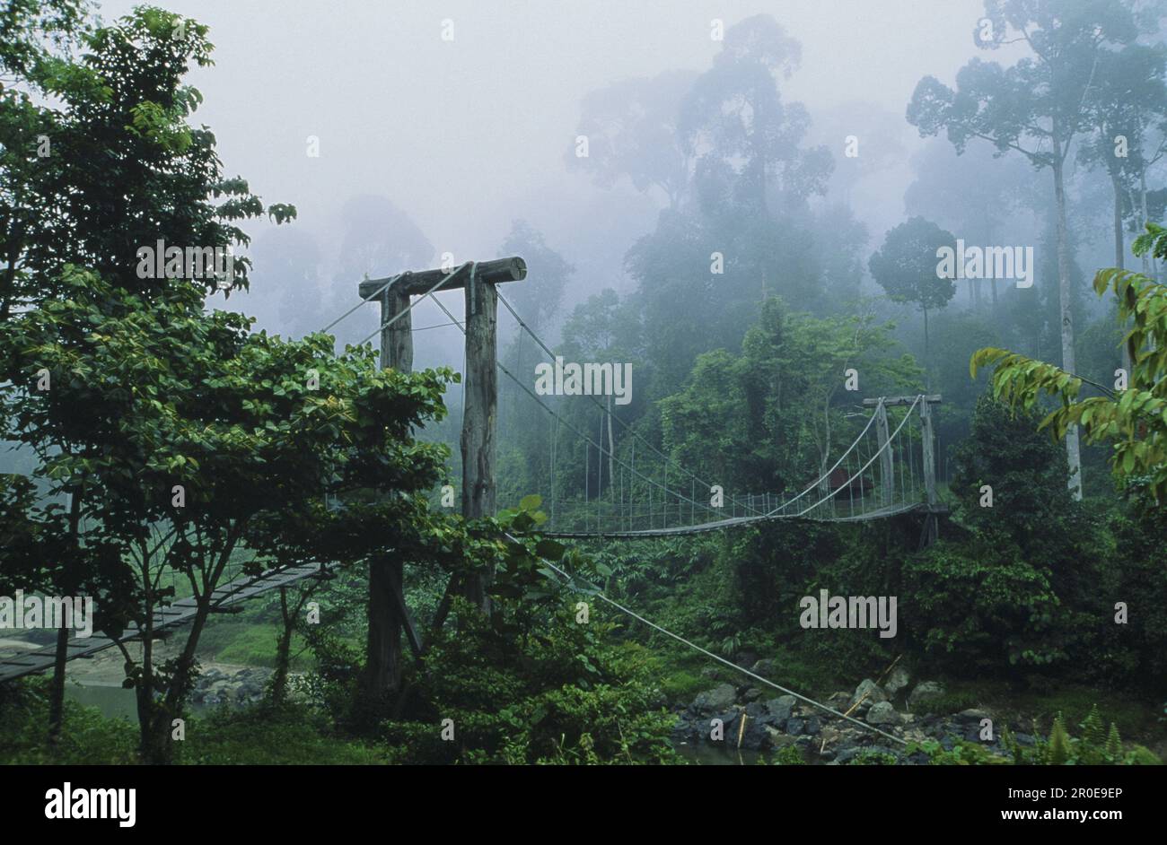 Ponte nella foresta pluviale, Borneo, Indonesia, Asia Foto Stock