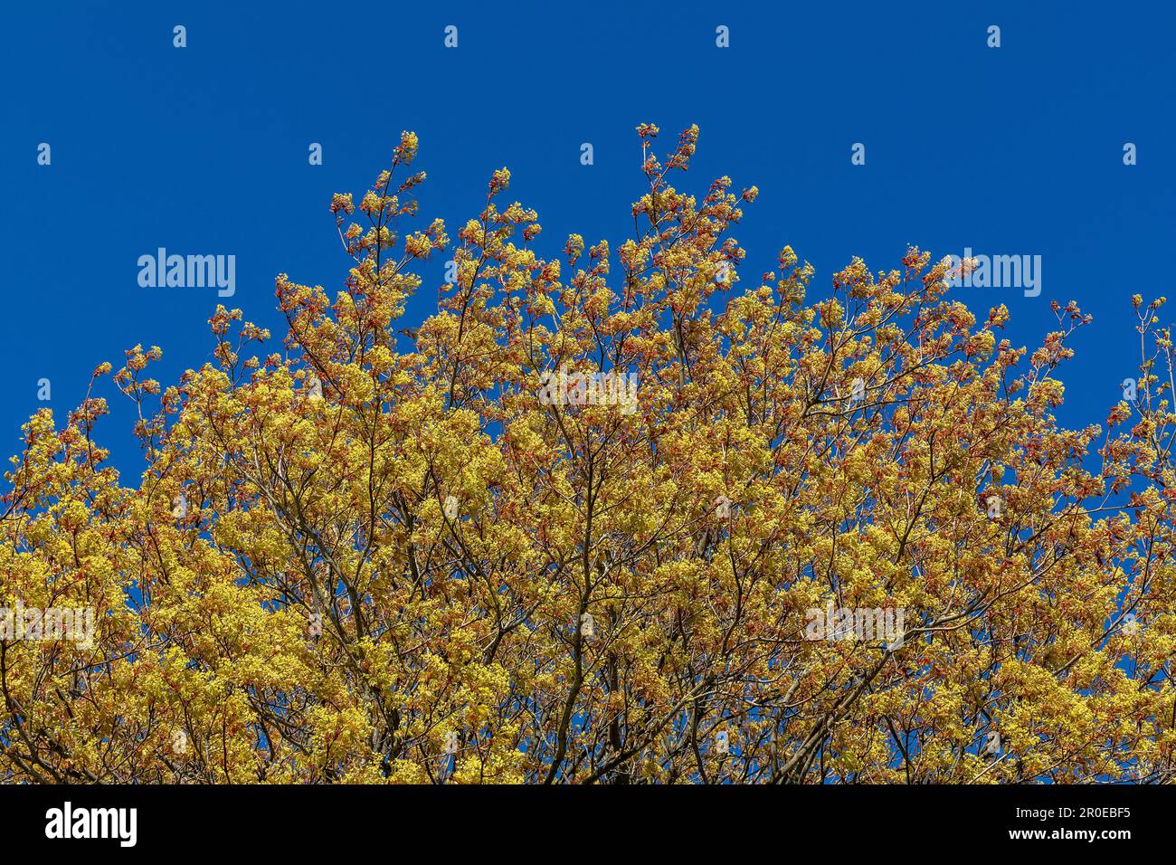Acero fiorito (Acer), penisola di Holnis, Schleswig-Holstein, Germania Foto Stock