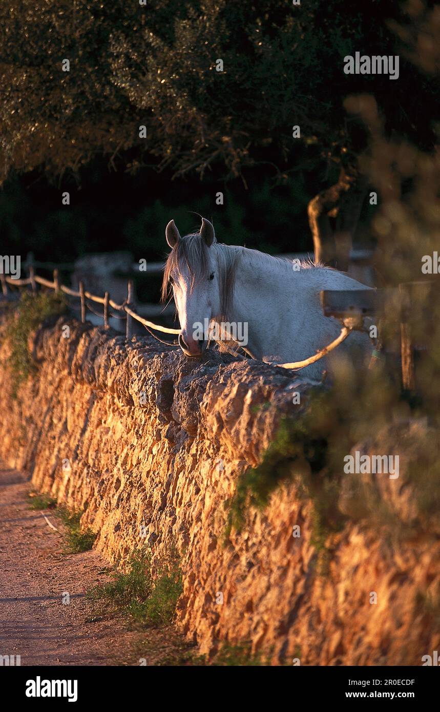 Pferd, Finca es Figueral, bei Campos, Mallorca Baleari, Spagna Foto Stock