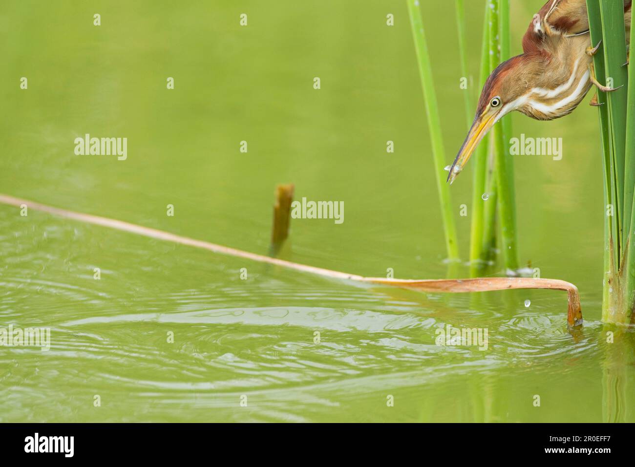 Almeno Bittern (Ixobrychus exilis) femmina adulta, con pesce in becco, da mangiare, aggrappato al macis, Port Aransas, Mustang Island, TEXAS (U.) S. A. Foto Stock