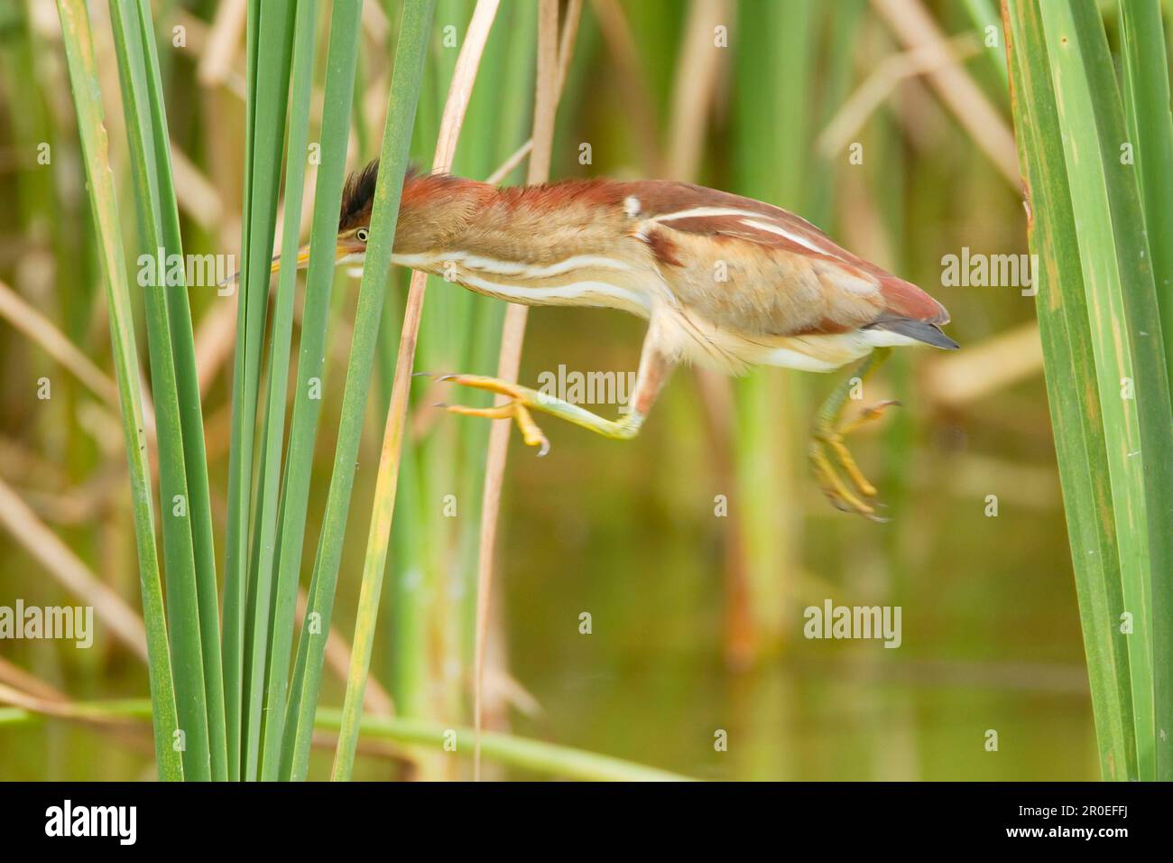 Almeno Bittern (Ixobrychus exilis) femmina adulta, saltando tra Reedmace, Port Aransas, Mustang Island, Texas (U.) S. A. Foto Stock