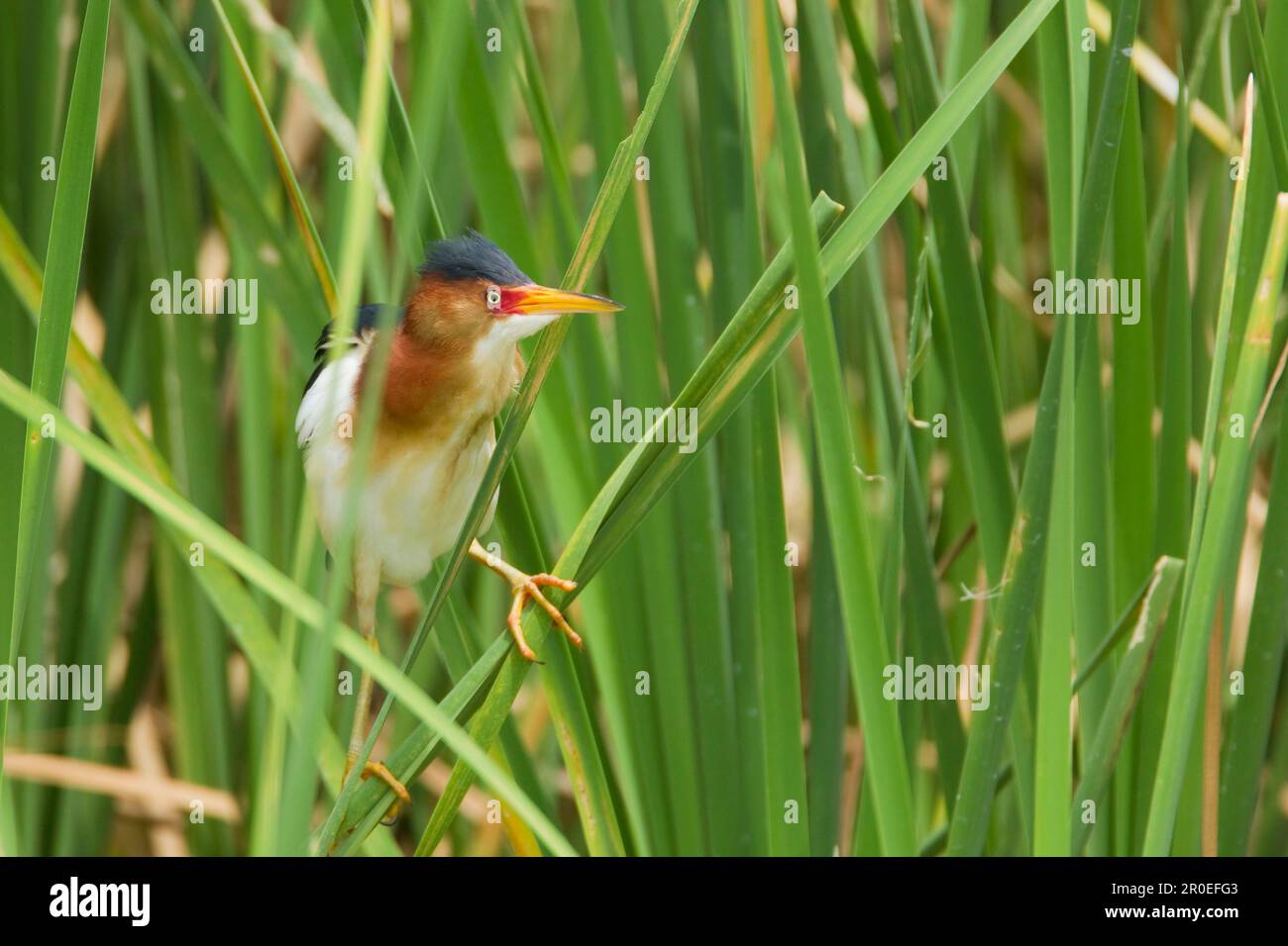 Almeno Bittern (Ixobrychus exilis) maschio adulto, piumaggio riproduttore, aggrappato a redmacis, Port Aransas, Isola di Mustang, TEXAS (U.) S. A. Foto Stock