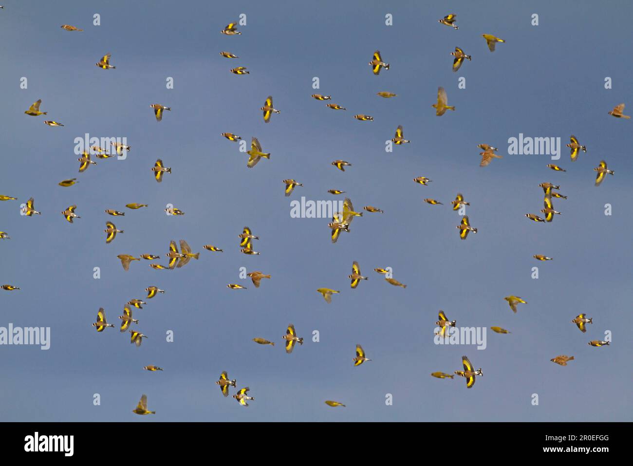 Cardo europeo (Carduelis carduelis), verdefino europeo (Carduelis chloris) e Sparrow dell'albero eurasiatico (Passer montanus), in volo Foto Stock