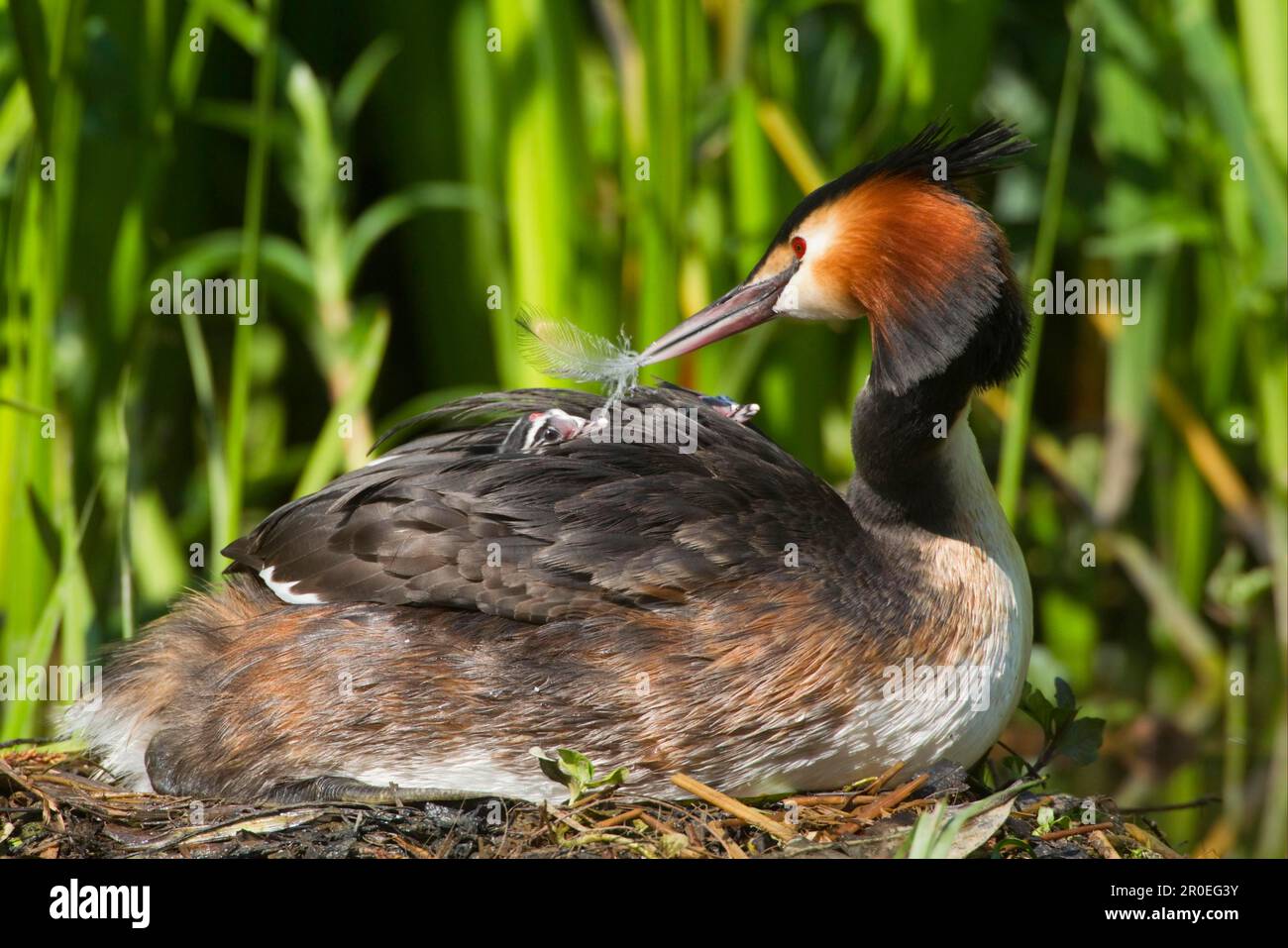 Great Crested Grebe (Podiceps cristaty) adulto con pulcini, genitore che offre piuma per pulcire sul dorso a nido, River Thames, Inghilterra, Regno Unito Foto Stock