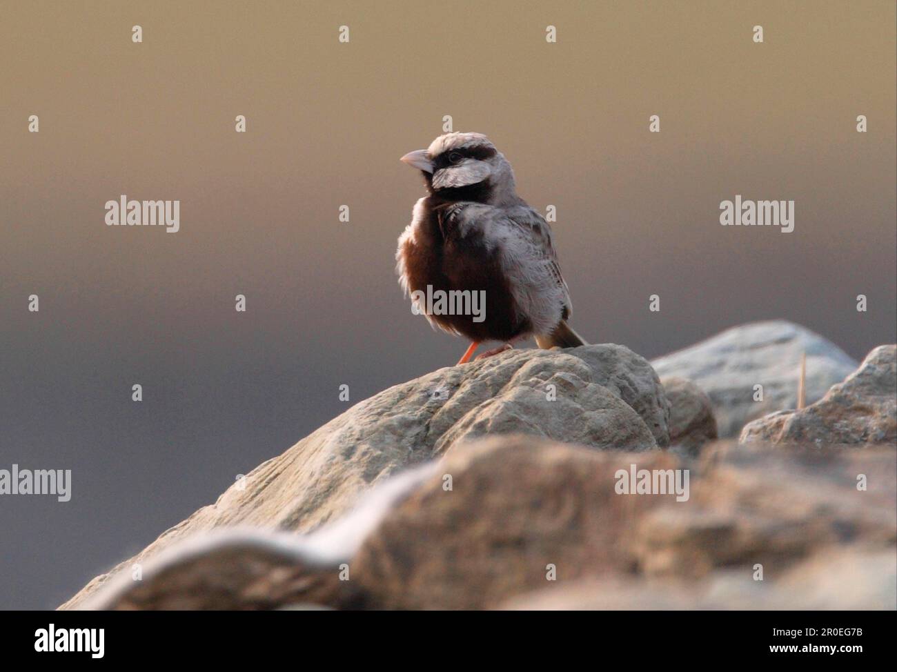 Eremopterix grisea, maschio adulto, arroccato su rocce, Koshi Tappu, Nepal Foto Stock