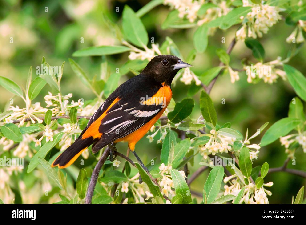 Baltimore baltimore oriole (Icterus gambula), uomo adulto, seduto su un utricularia ocroleuca (U.) (U.) S. A Foto Stock