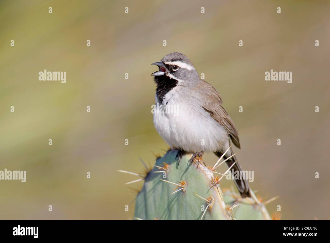 Sparrow (Amphispiza bilineata), maschio adulto, canto, utricularia ocroleuca (U.) (U.) S. A Foto Stock