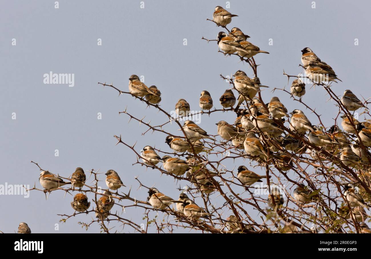 Capo Sparrow (Passer melanurus) maschi adulti e femmine, gregge arroccato nel cespuglio della spina, deserto di Kalahari, Kalahari Gemsbok N. P. Kgalagadi Transfrontier Foto Stock