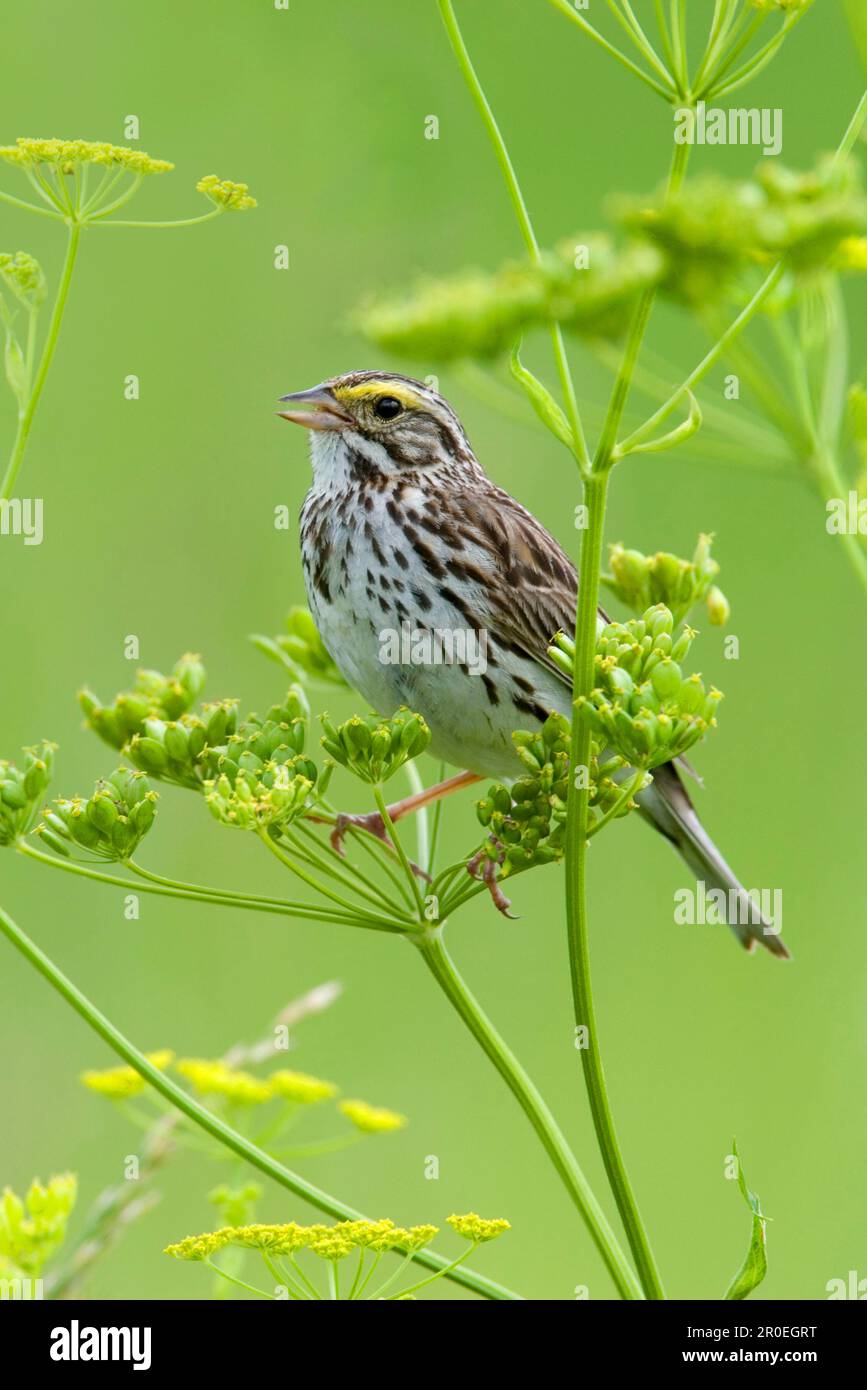 Passero di Savannah (Passerculus tramichensis), maschio adulto, canto, utricularia ocroleuca (U.) (U.) S. A Foto Stock