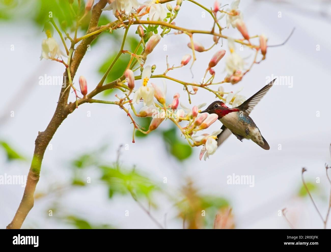 Colibrì d'ape (Melissuga helenae), maschio adulto, in volo, che si nuora e si nuora sul nettare dei fiori, il più piccolo uccello del mondo, la penisola di Zapata Foto Stock