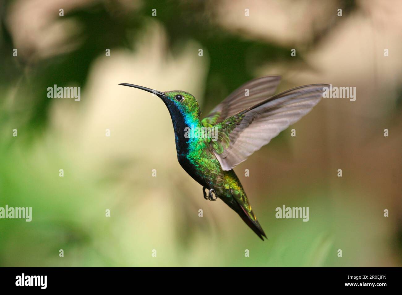 Hummingbird al mango nero, Hummingbird al mango nero, Hummingbird, Animali, Uccelli, Mango nero (Antracotorace nigricollis) Foto Stock