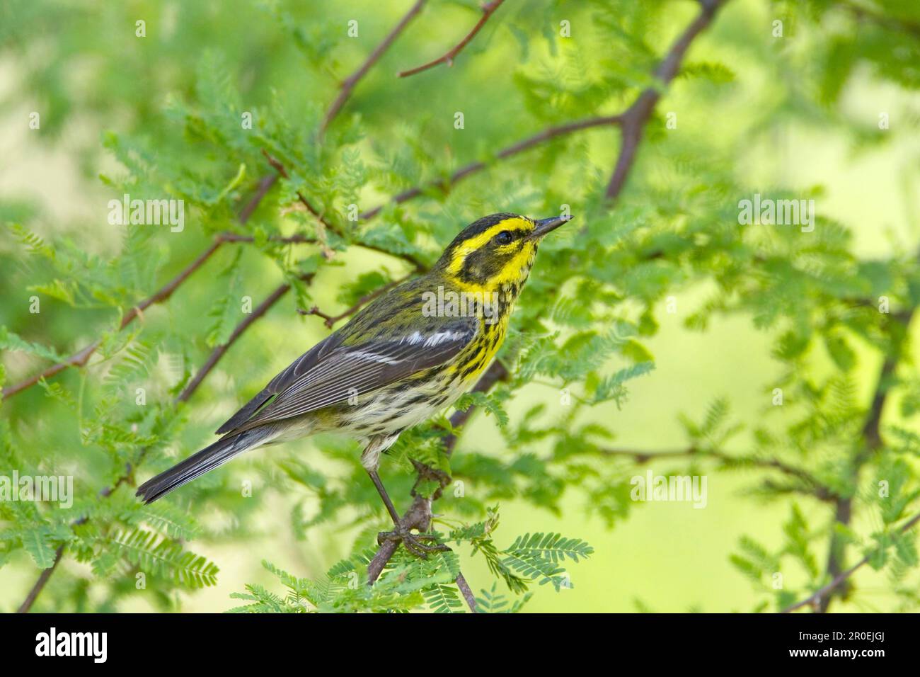 Townsend's Warbler (Dendroica townsendi) maschio adulto, arroccato su twig, South Padre Island, Texas (U.) S. A. Foto Stock