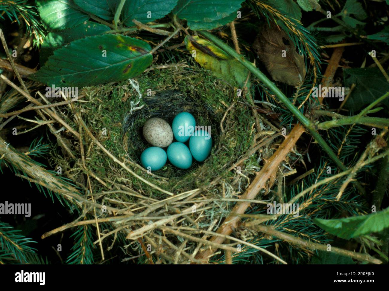 Cucù, cucucucucucuculo comune (cucucucucucuculo canoro), cucucucuculo europeo, cucucucucucucucuculo europeo, animali, uccelli, Uccelli a cucù, uovo a cucù a cucù nel nido d'oste FL009799 Foto Stock