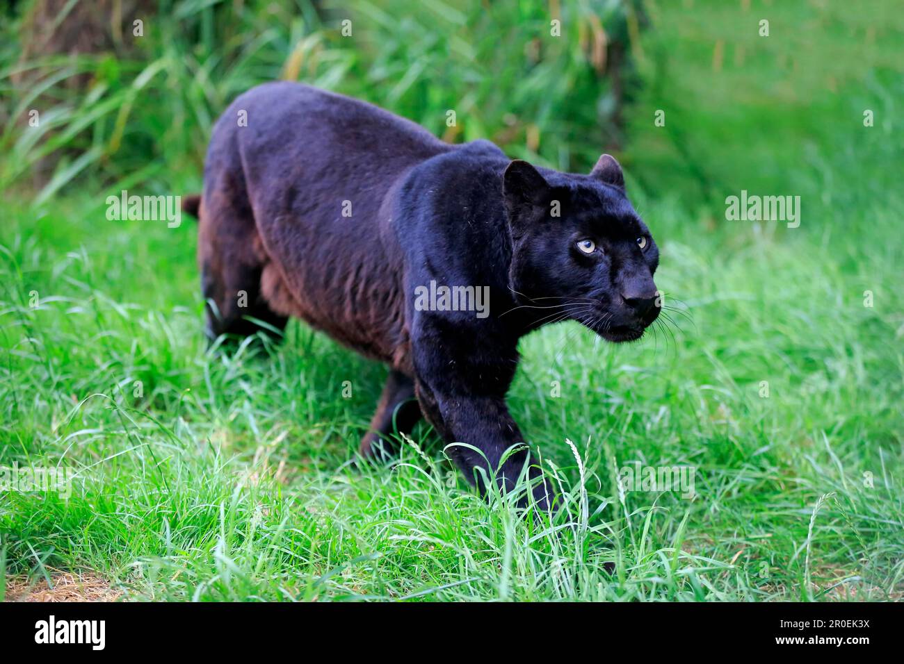 Leopardo Nero O Pantera Nera Immagini E Fotografie Stock Ad Alta leopardo-nero-o-pantera-nera-immagini-e-fotografie-stock-ad-alta
