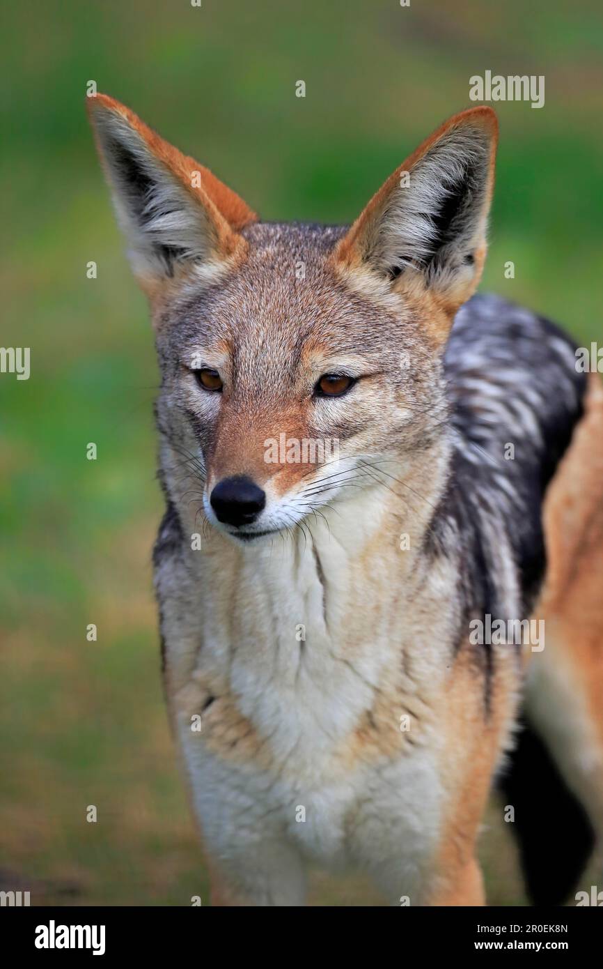 Jackal nero (Canis mesomelas), Capo Occidentale, Sud Africa, Africa Foto Stock