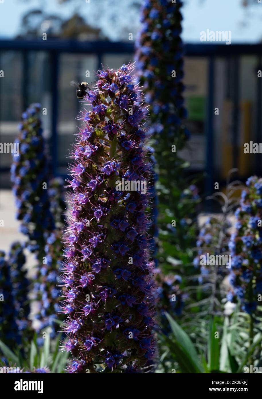 Ape affollata con polline sulle gambe cerchi un fiore viola brillante. Foto Stock