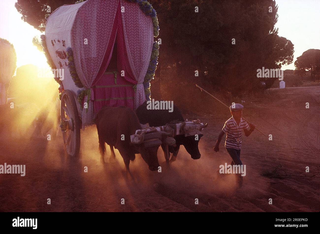 Ragazzo che conduce una carrozza di bue, polvere di sabbia, Romería al Rocío, El Rocío, pellegrinaggio, Andalusia, Spagna Foto Stock