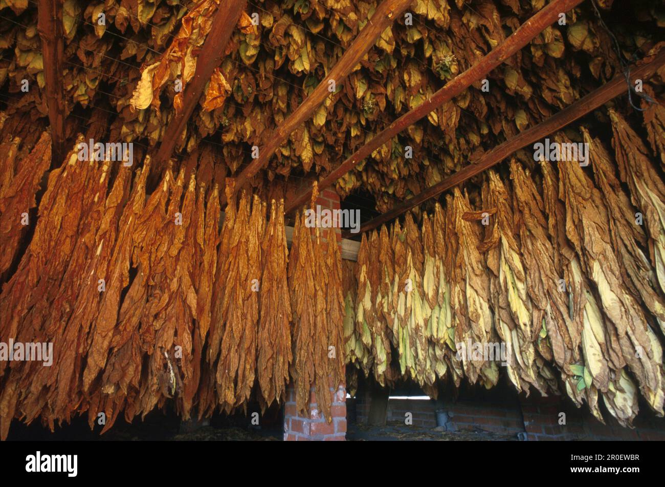 Trocknender Tabak, Candeleda, Provin. Avila Castilla-Leon, spagnolo Foto Stock