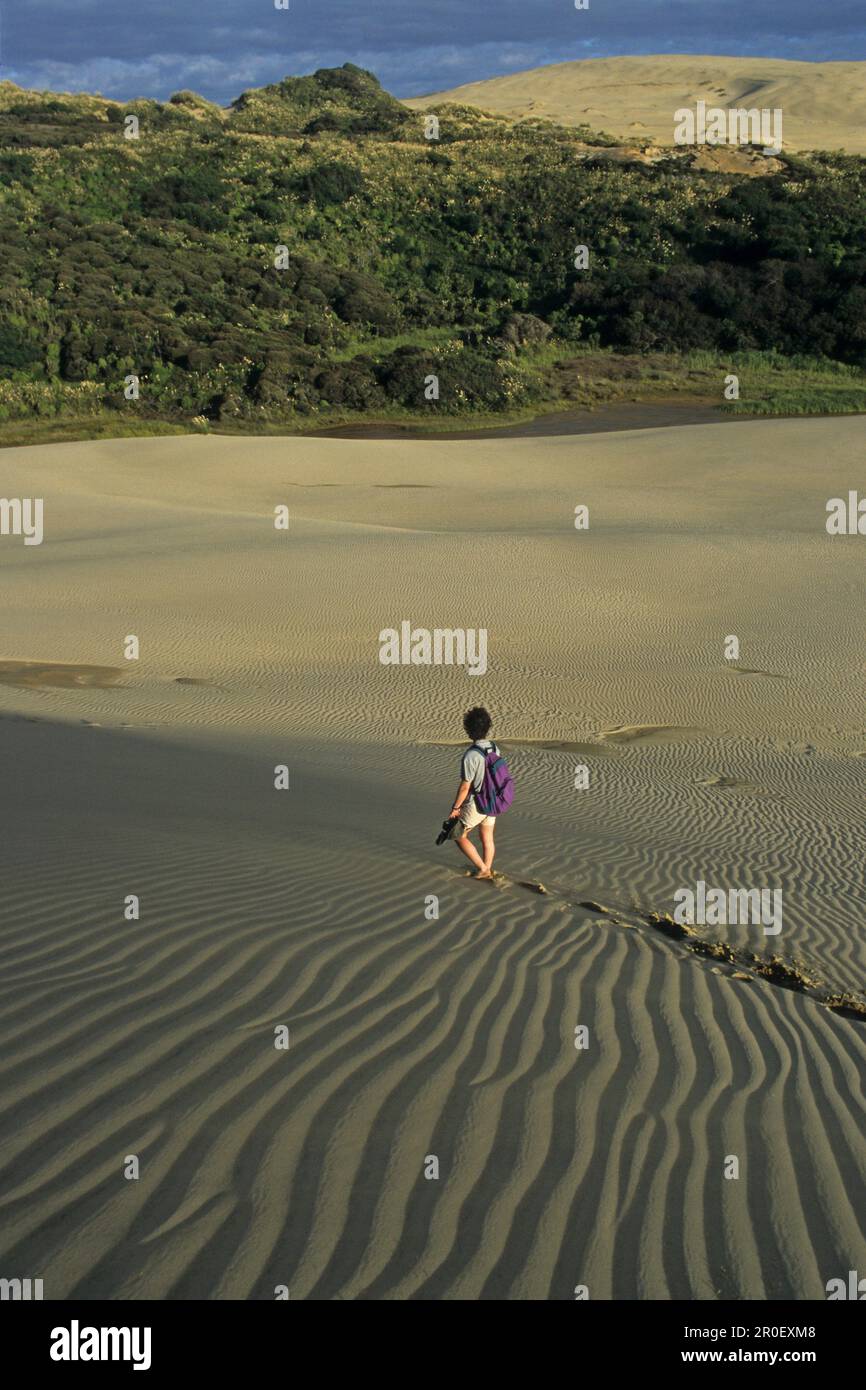 Una persona sulla duna di sabbia di te Paki, Isola del Nord, Nuova Zelanda, Oceania Foto Stock